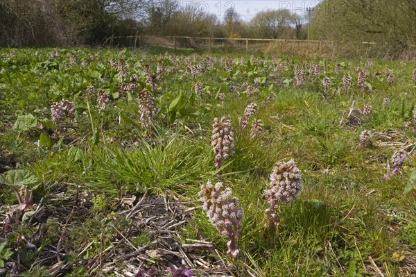 Common Butterbur