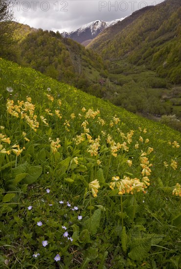 Large-leaved primrose
