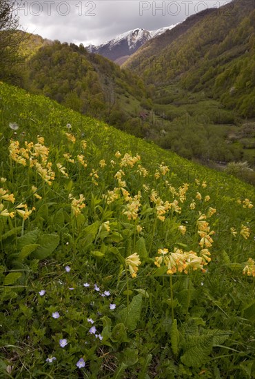 Large-leaved primrose