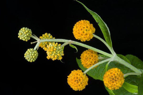 Ball butterfly bush