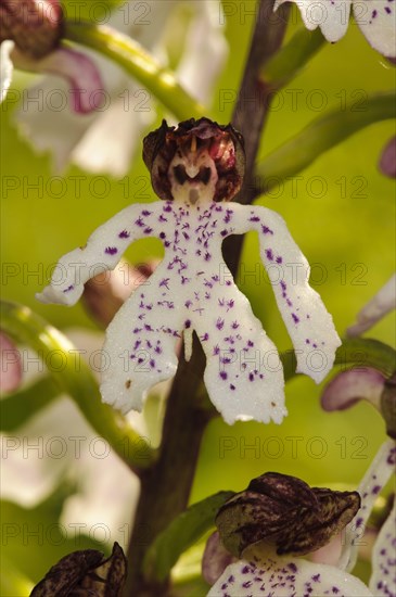 Lady Orchid