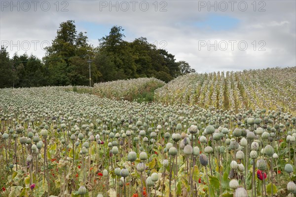 Cultivation of opium poppy