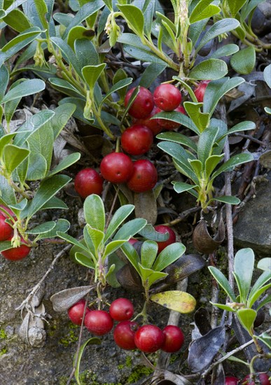 Bearberry