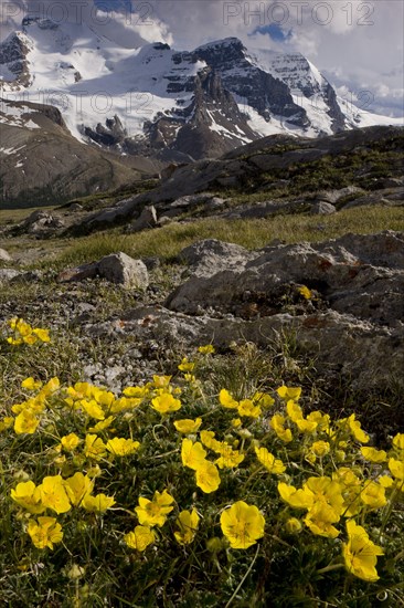 Snowy Cinquefoil