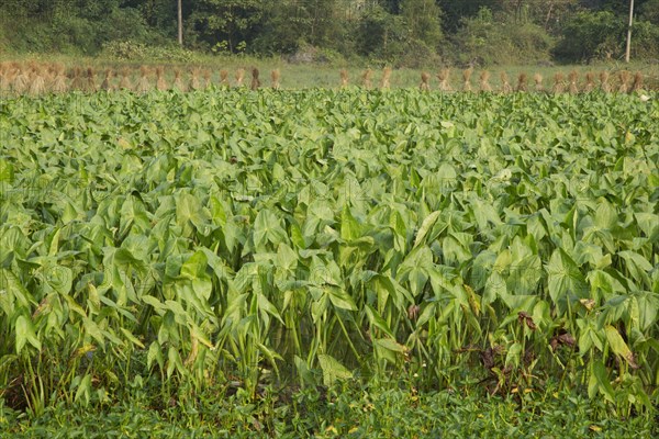 Harvest of taro