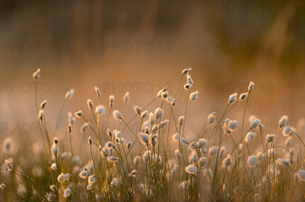 Common Cotton-grass