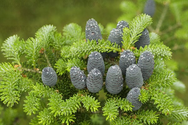 Korean korean fir