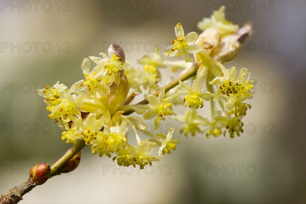 Japanese spicebush