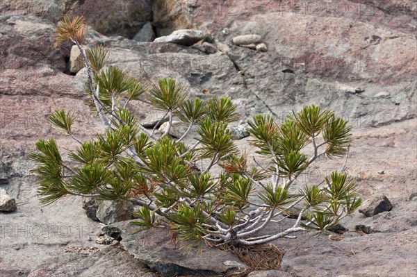 Scrub pine