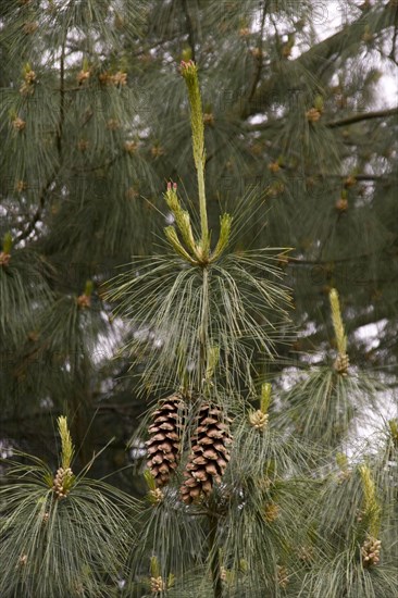 Old cones and leaves of the Bhutan Pine