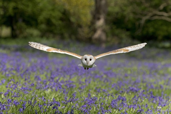 Common barn owl