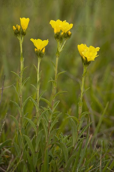 Yellow flax