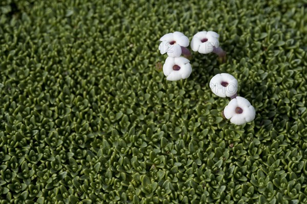 Flowering Benthamiella