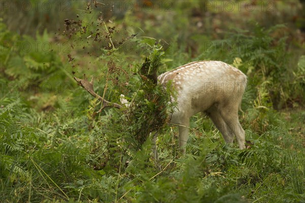 Fallow Deer