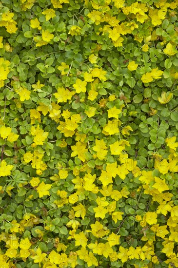 Creeping jenny