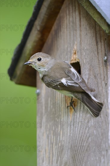 European pied flycatcher