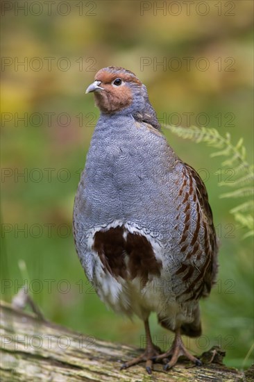 Partridge