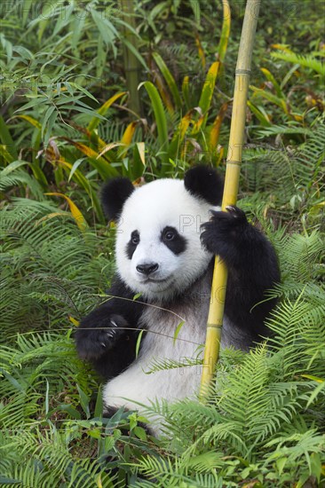 Two years aged young Giant Panda