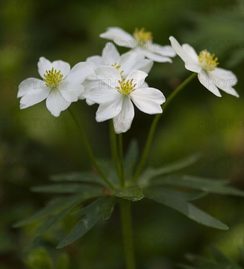 (Anemone narcissiflora)