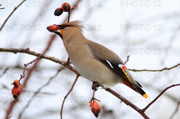 Waxwing eats rosehip