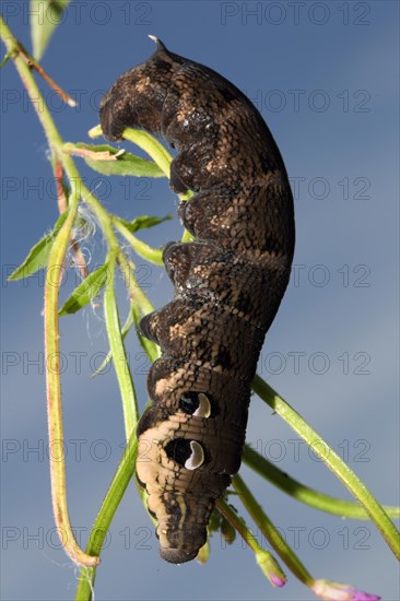 Elephant hawk-moth