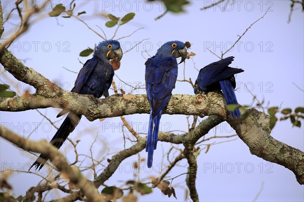 Hyacinth Macaw