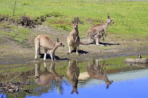 Eastern grey kangaroo