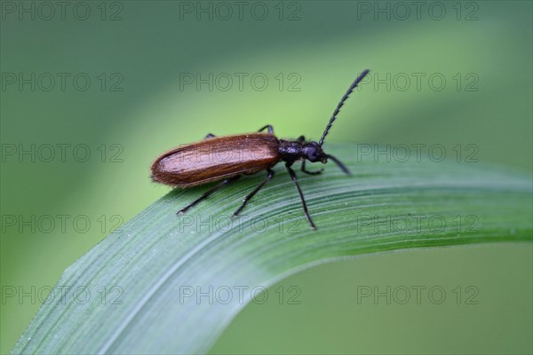 Darkling beetle