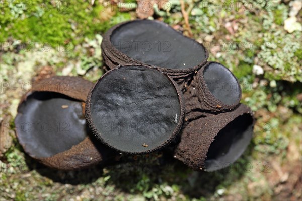 Common Dirt Cups