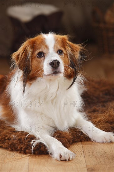 Kooikerhondje