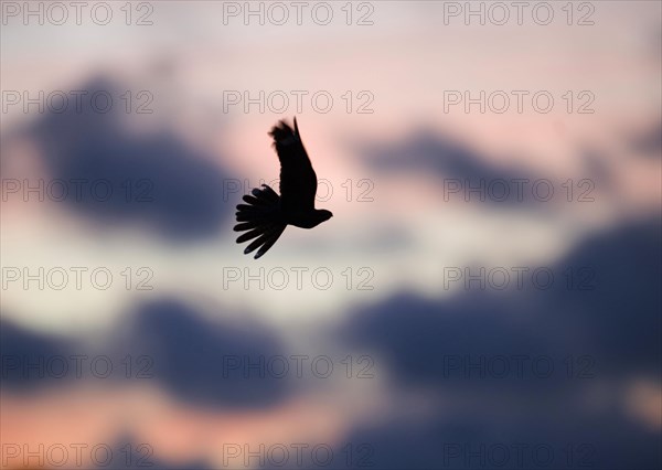 Nightjar