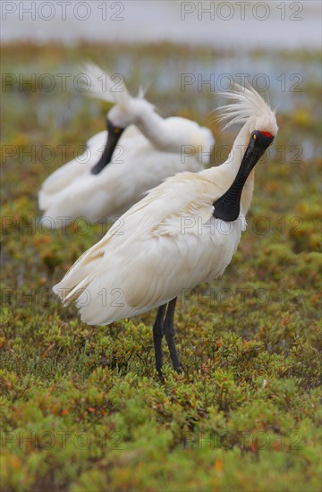 Royal Spoonbill