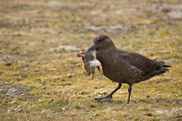 Stercorarius antarctica