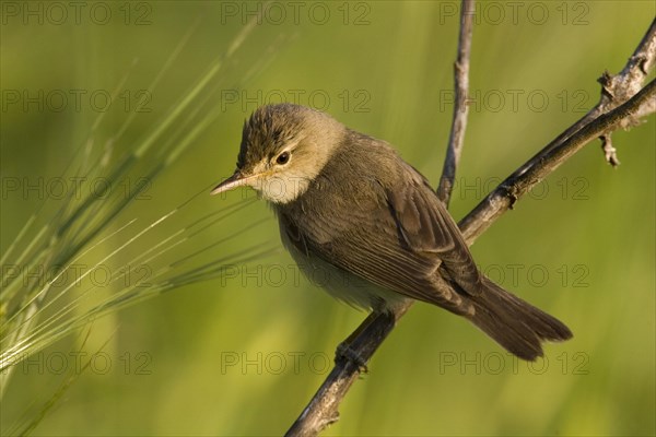 Eastern olivaceous warbler