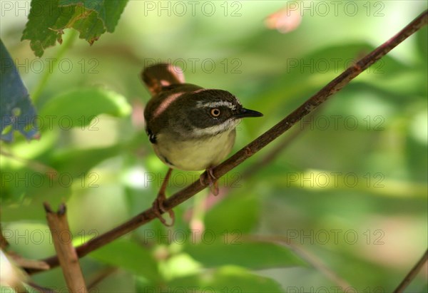 White-browed scrubwren