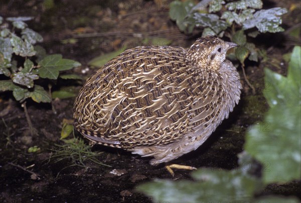 Chilean chilean tinamou