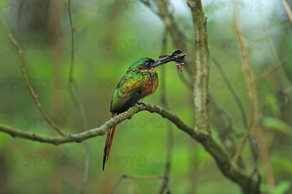 Rufous-tailed Jacamar