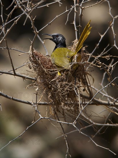 Oriole Warbler