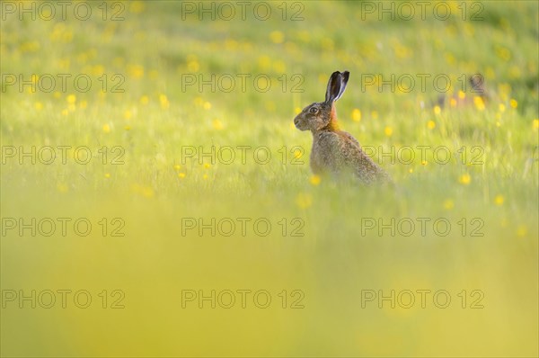 European hare