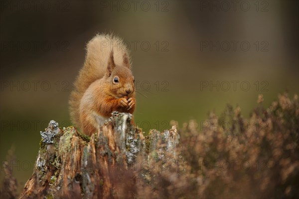 Eurasian red eurasian red squirrel