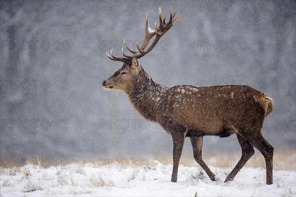 Red deer