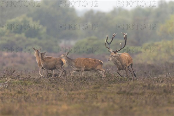 Red Deer