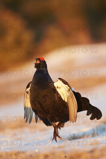 Black Grouse