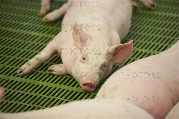 Pig farming