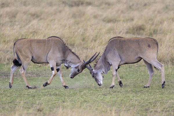 Tragelaphus oryx