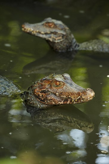 Brow-faced caiman