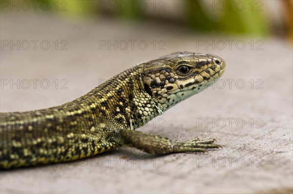 Common viviparous lizard