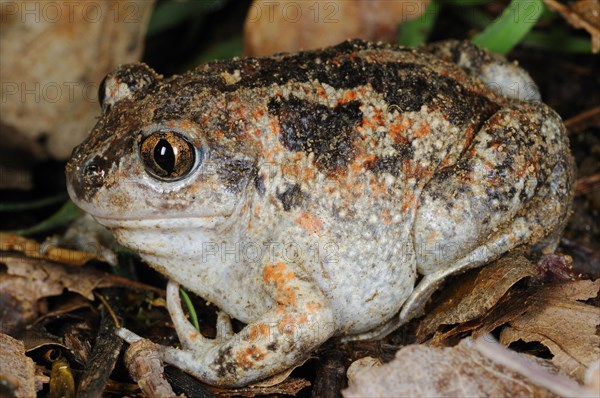 Italian spadefoot