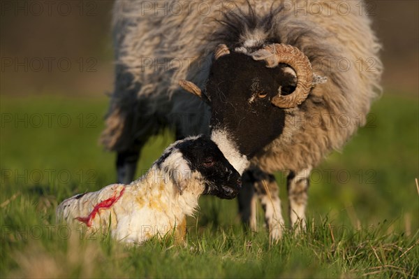 Domestic Sheep