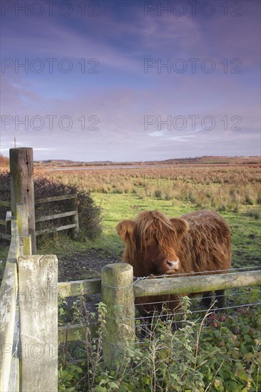 Domestic cattle